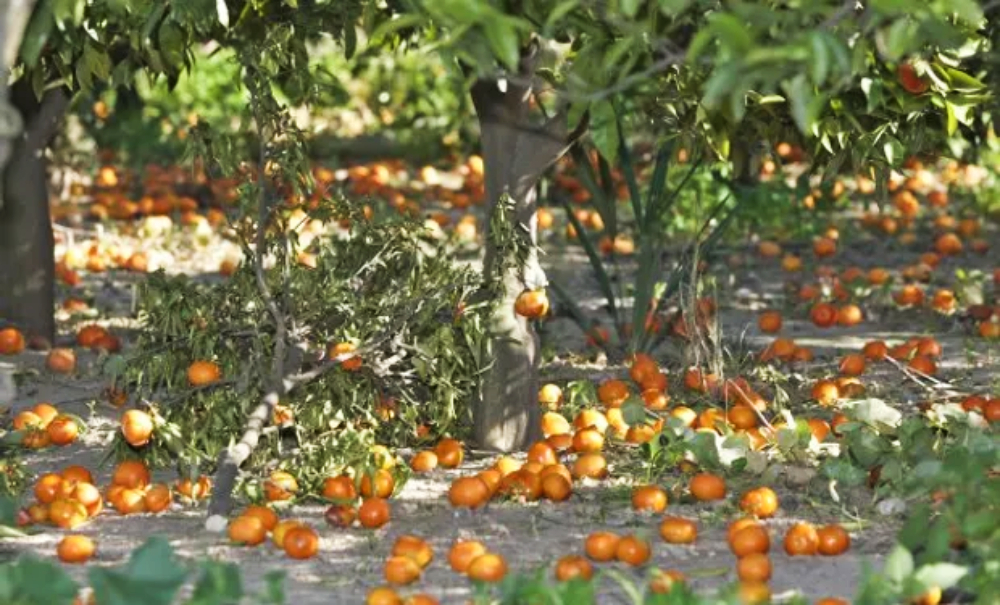Cosecha: piden que los planes sociales sean compatibles con el empleo en blanco