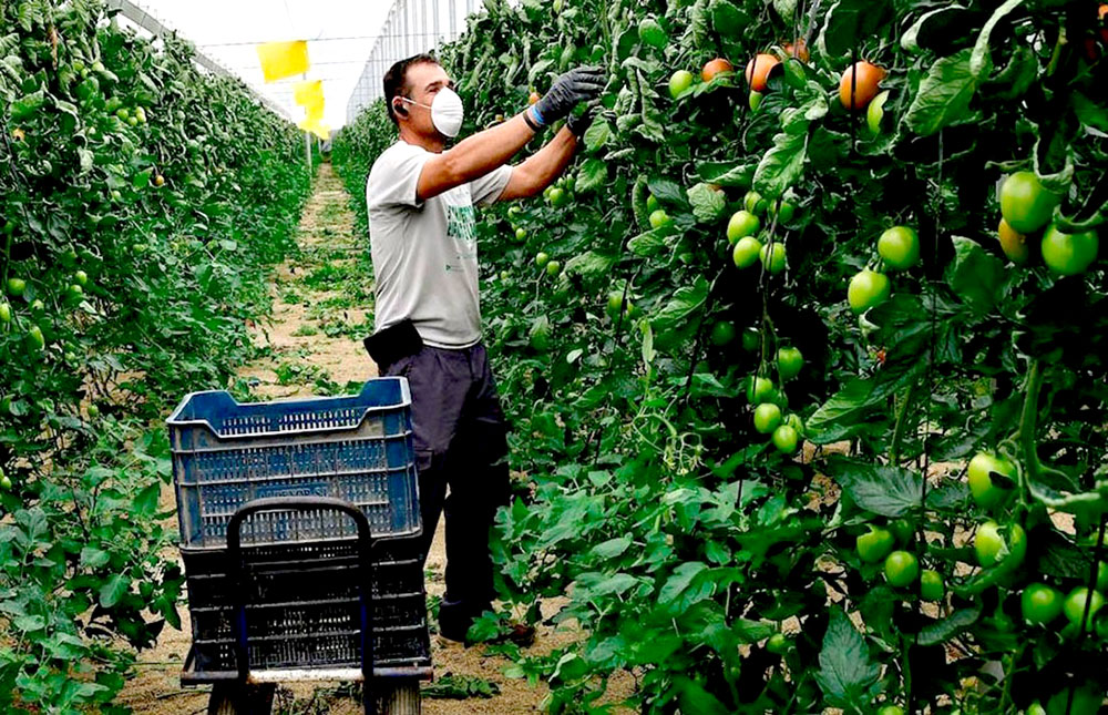 Impulsan una jubilación diferencial en frutales y viñas