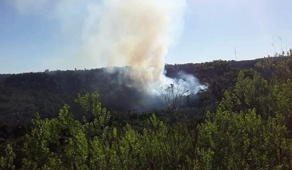 Deforestación: advierten que para 2050 sólo quedarán áreas protegidas y selvas privadas