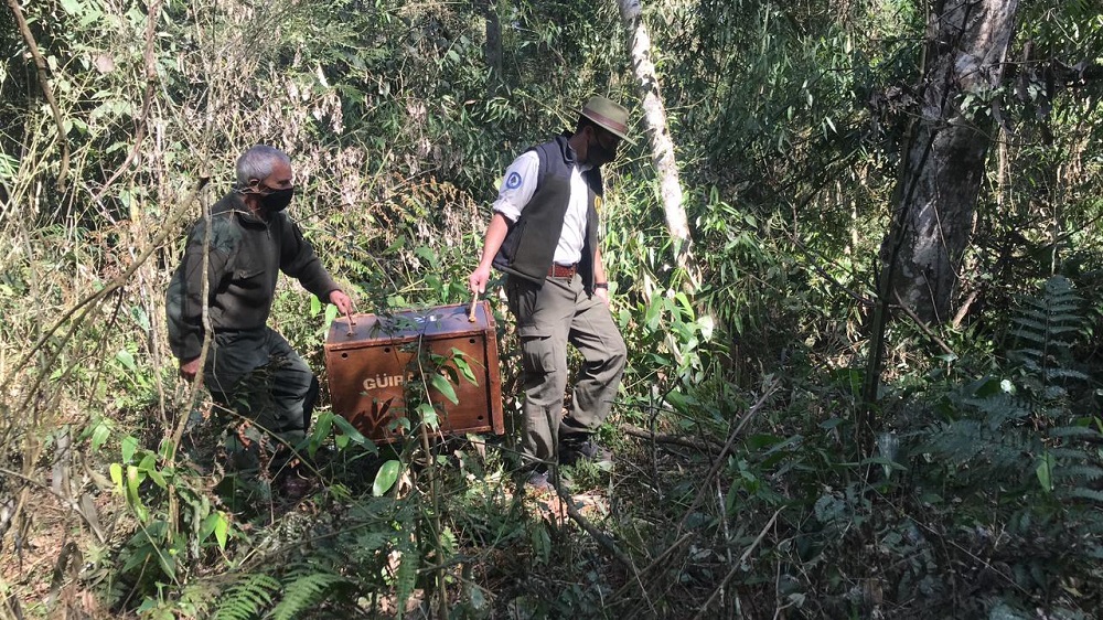 El mono caí rescatado y curado ya disfruta de nuevo de su libertad