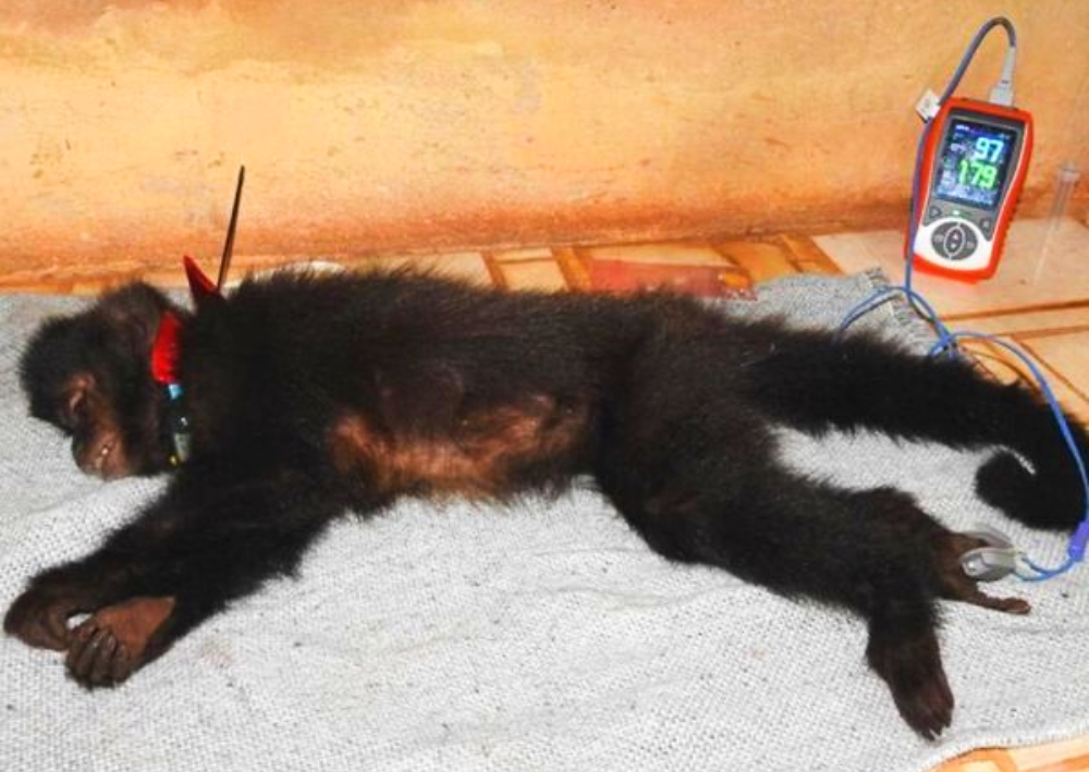 Liberan a mono con COVID negativo