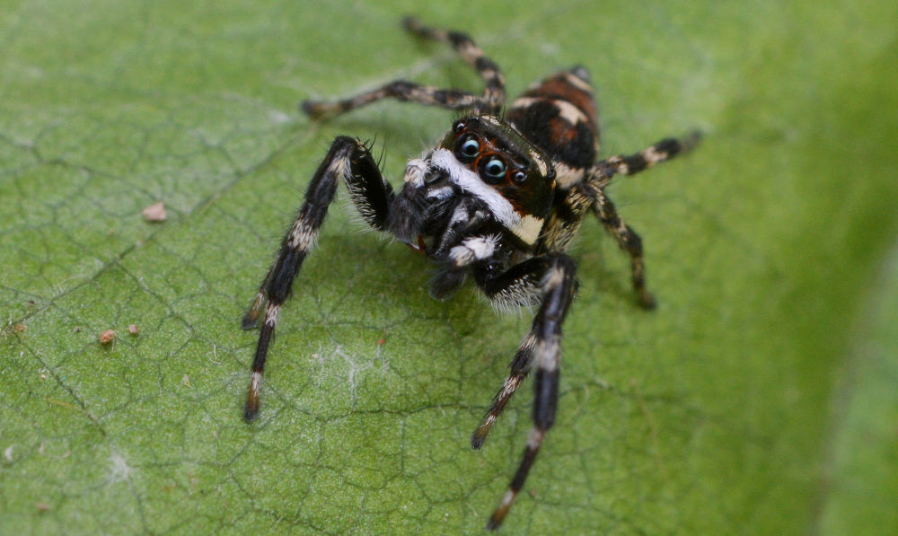 Descubrieron una nueva especie de araña saltícida en el sur de Misiones