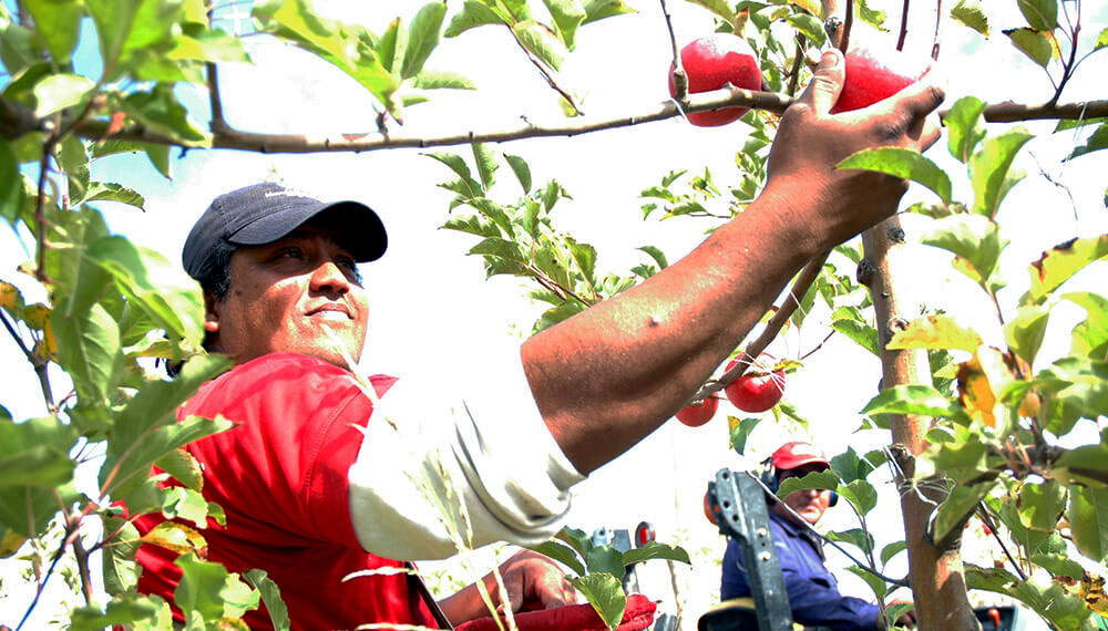 Creció en 4 millones de hectáreas el área cosechada con orgánicos