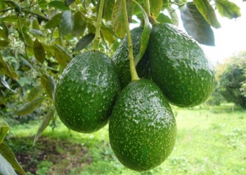 Paso a paso: cómo plantar un árbol de palta en el hogar