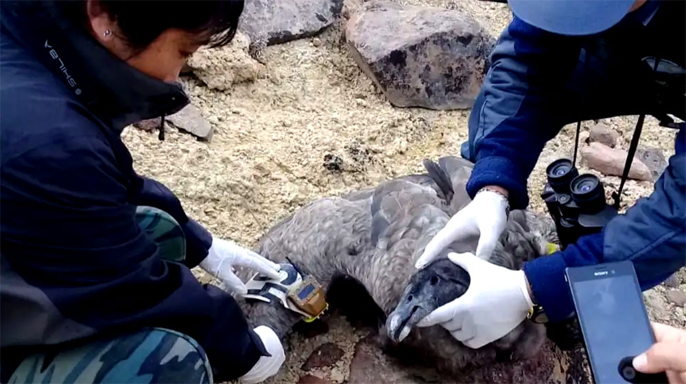 Nuevo caso de cóndor envenenado con agrotóxicos