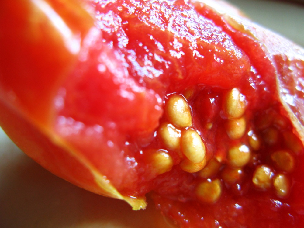 Cómo obtener semillas de tomate en cinco pasos