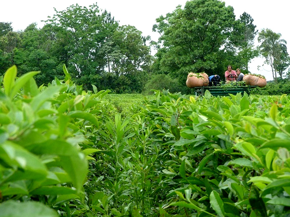 Aseguran que las plantaciones de té cayeron en alrededor del 20%