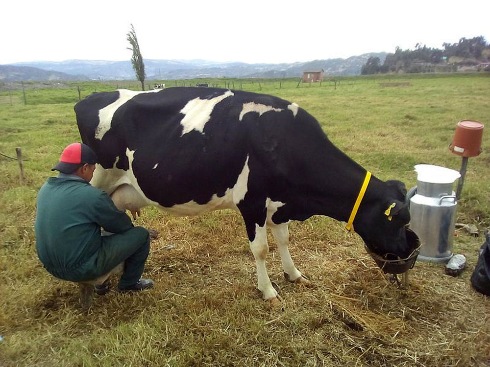 Cetosis subclinica en vacas lecheras