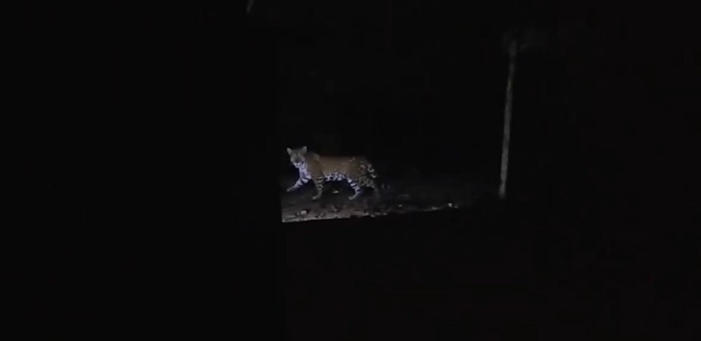 Avistaron un yaguareté durante el paseo de la luna llena en Cataratas