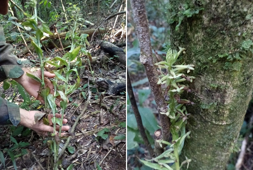 Orquídea Habennaria josephensis
