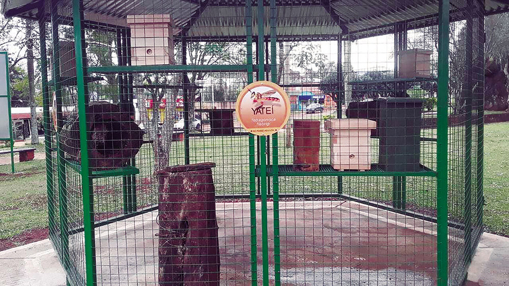 Crearon un meliponario para  proteger a las abejas sin aguijón