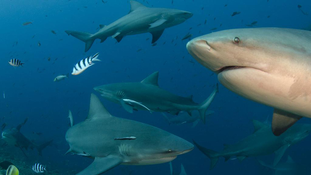 Advierten que casi el 40% de las especies de tiburones está en peligro de extinción