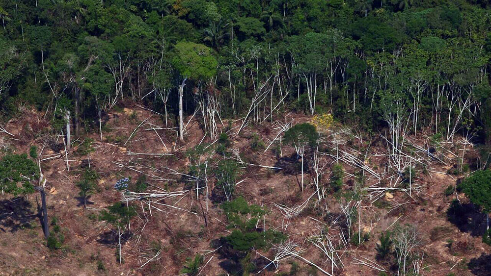 Cómo se usarán US$82 millones para combatir la deforestación