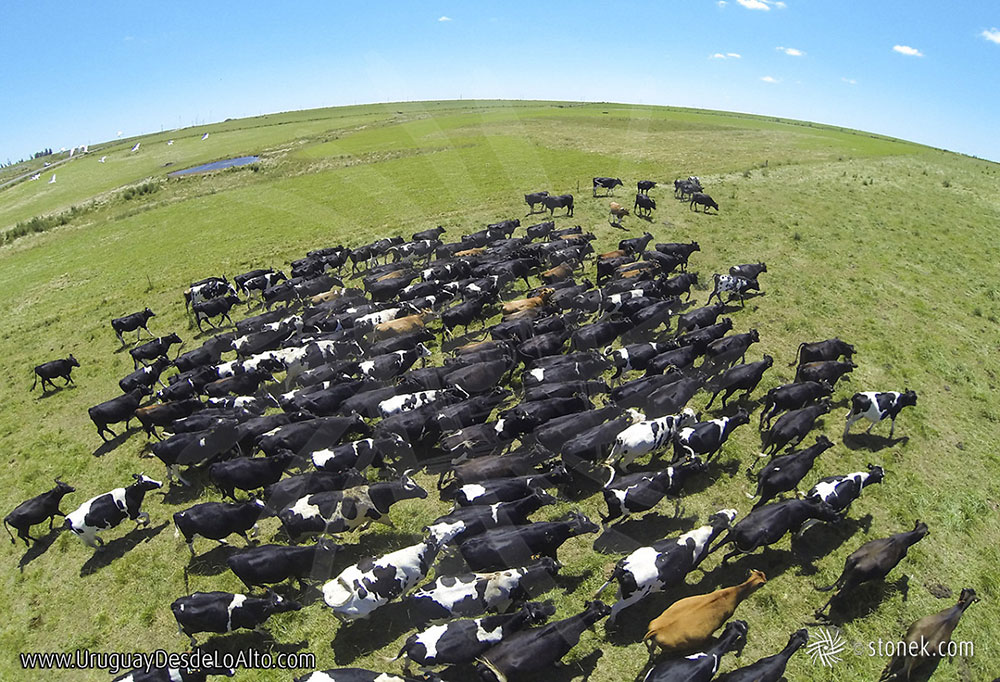Compró un dron y cambió la forma de producir en el campo