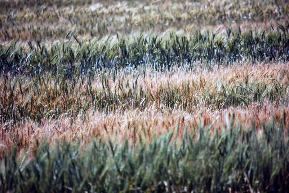 Señalaron que la agricultura argentina es parte de la solución