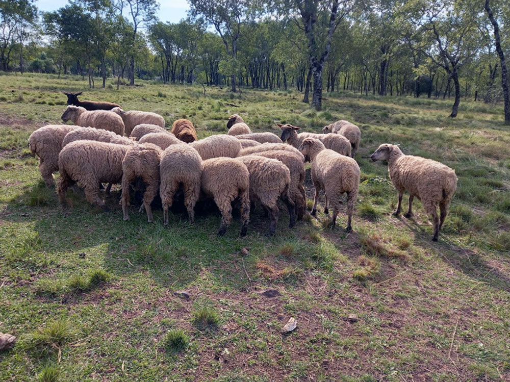 Ataques de perros y grandes  felinos al ganado ovino y caprino