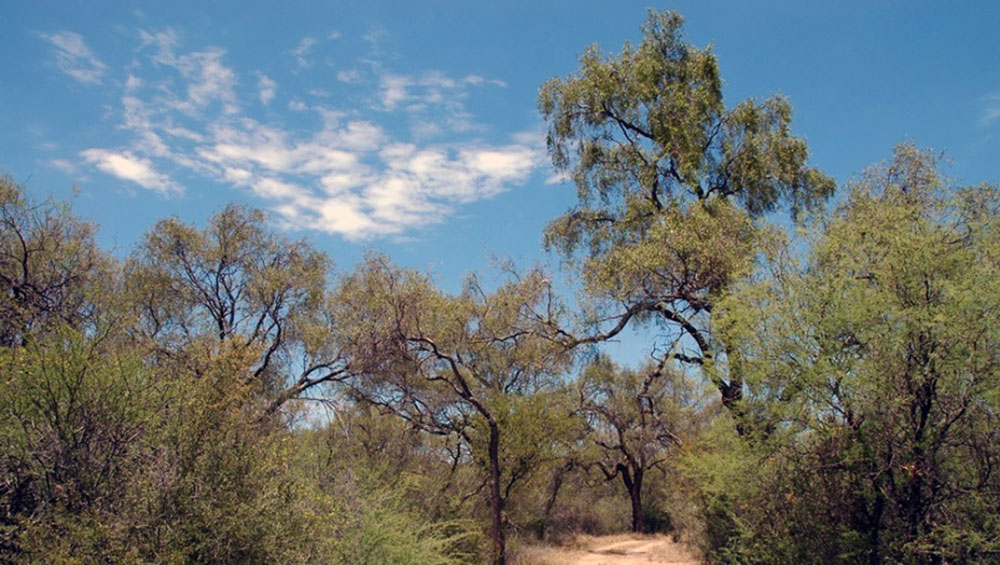 Ejecutan donación millonaria  para proteger los bosques nativos