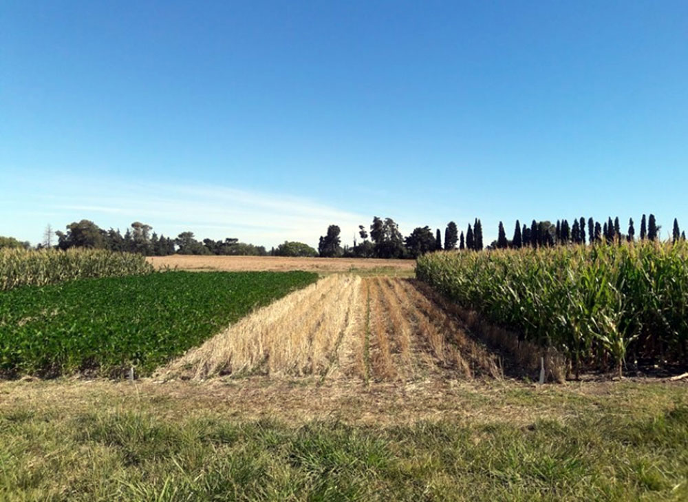 Evalúan impacto de la fertilización fosfatada en secuencias agrícolas