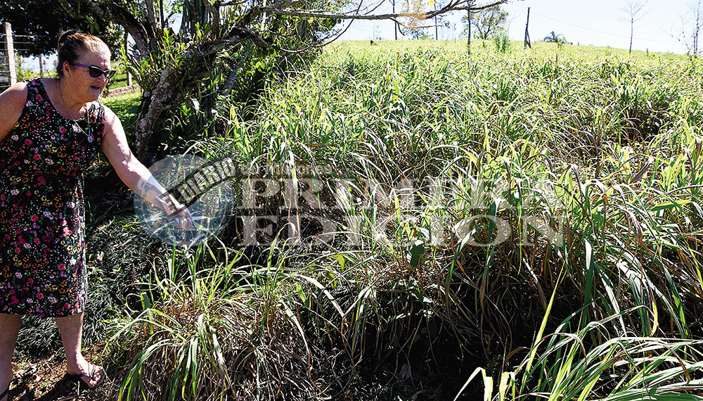 El soberbio, la tierra de la citronela