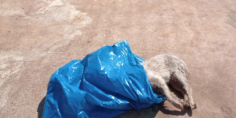 Pitbull atacó y mató a otro perro en Posadas