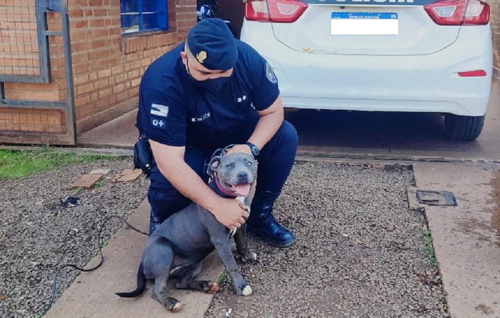 Le robaron el pitbull y después de varios días pudo recuperarlo