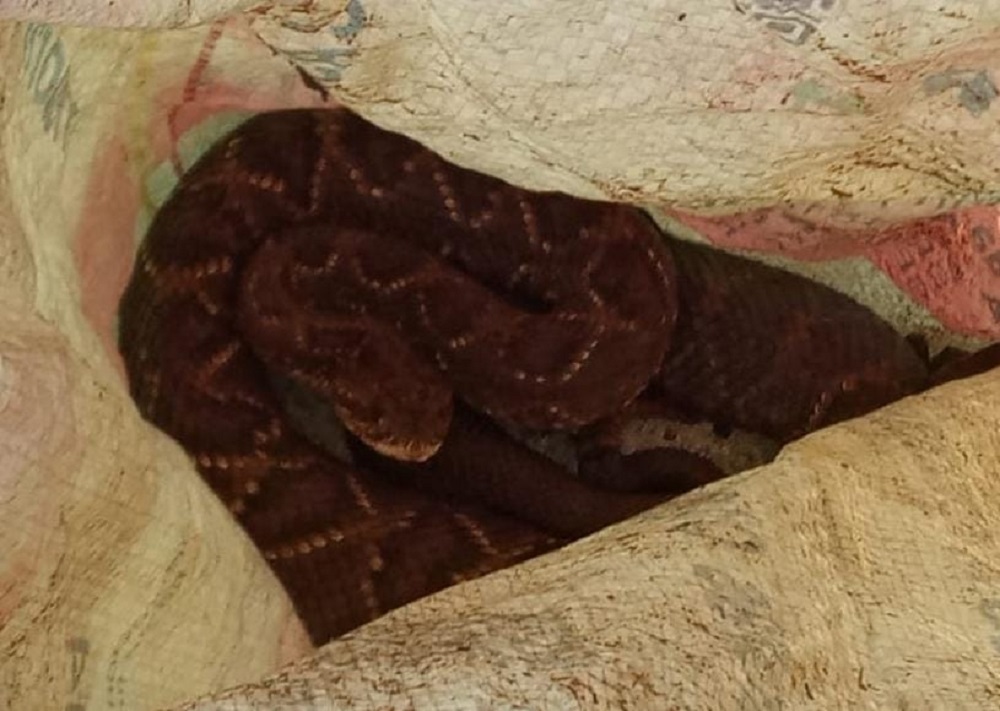 Capturaron una serpiente de cascabel que se había colado en un galpón