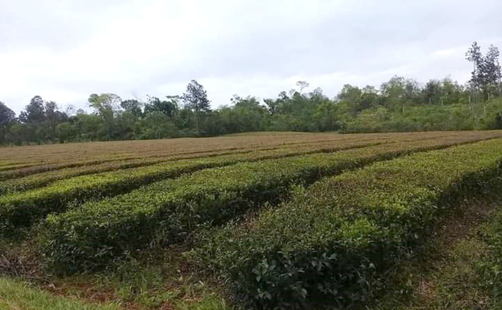 Por el ataque de ácaros, tealeros indicaron que la zafra se retrasará
