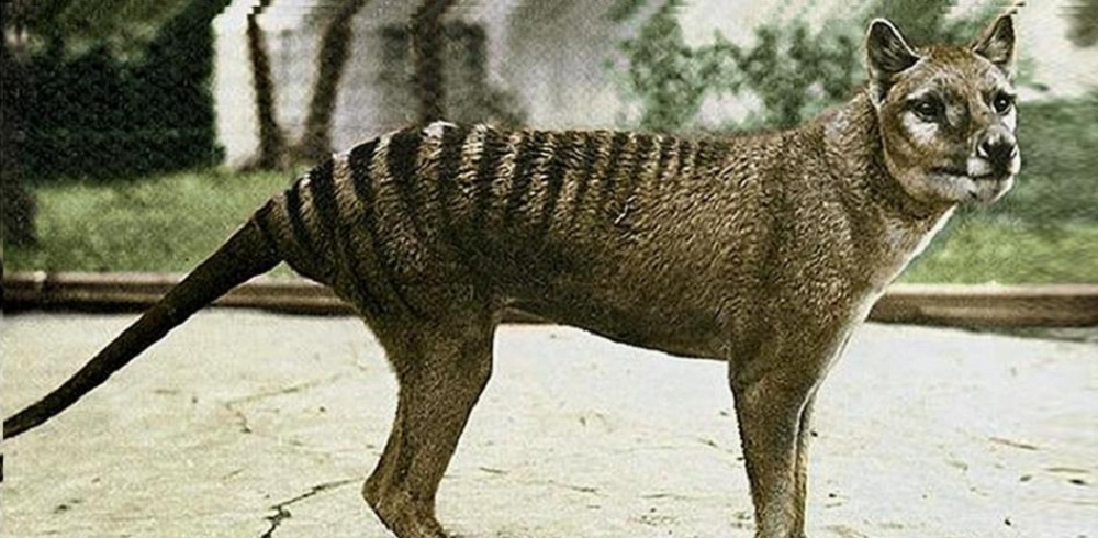 El fin de una mítica especie animal: el tigre de Tasmania