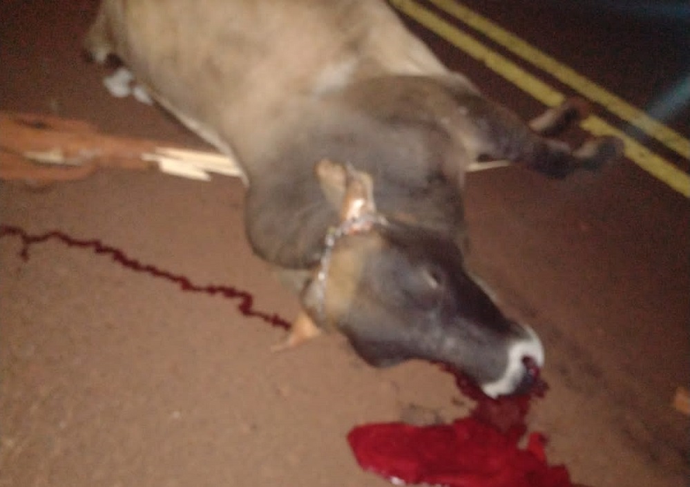 Chocaron un auto, un carro y una ambulancia: murió un buey y hay un hombre herido