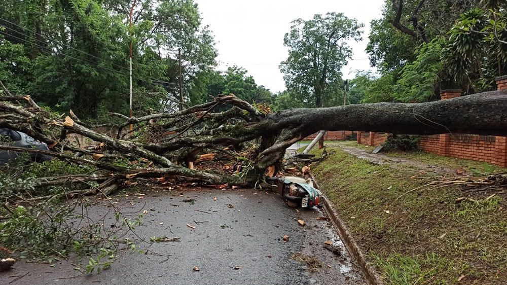 Un árbol cayó sobre dos vehículos dejando heridos