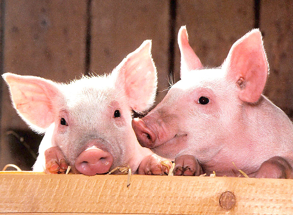 Preocupación por un brote de triquinosis en Córdoba