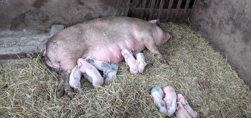 Mejoran la genética de cerdos por alta demanda en Irigoyen