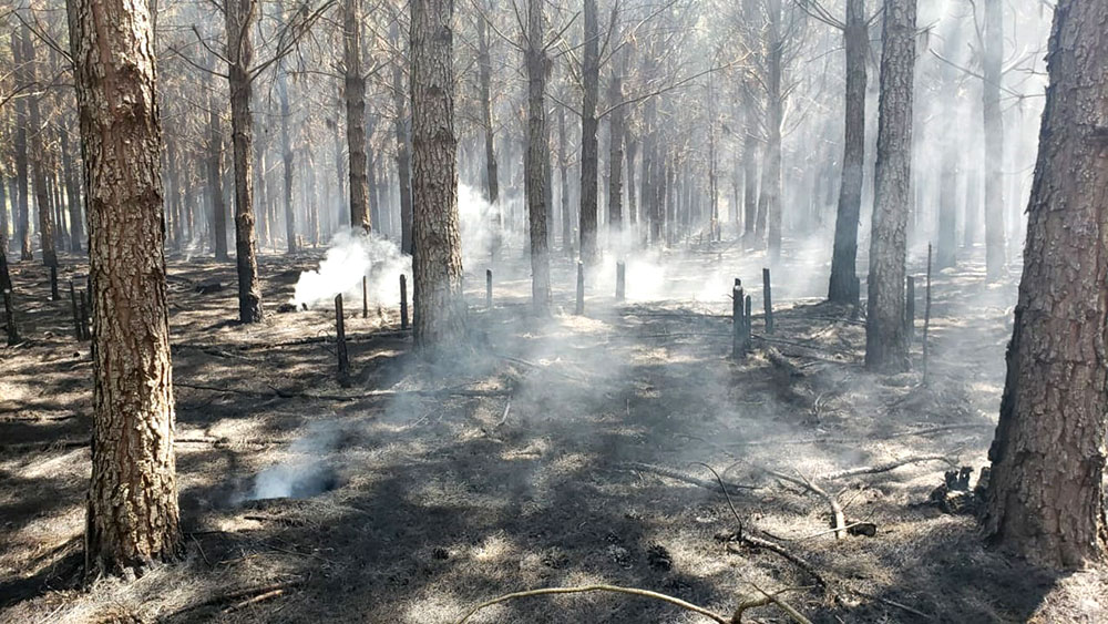 Se incendiaron unas 200 hectáreas de forestación