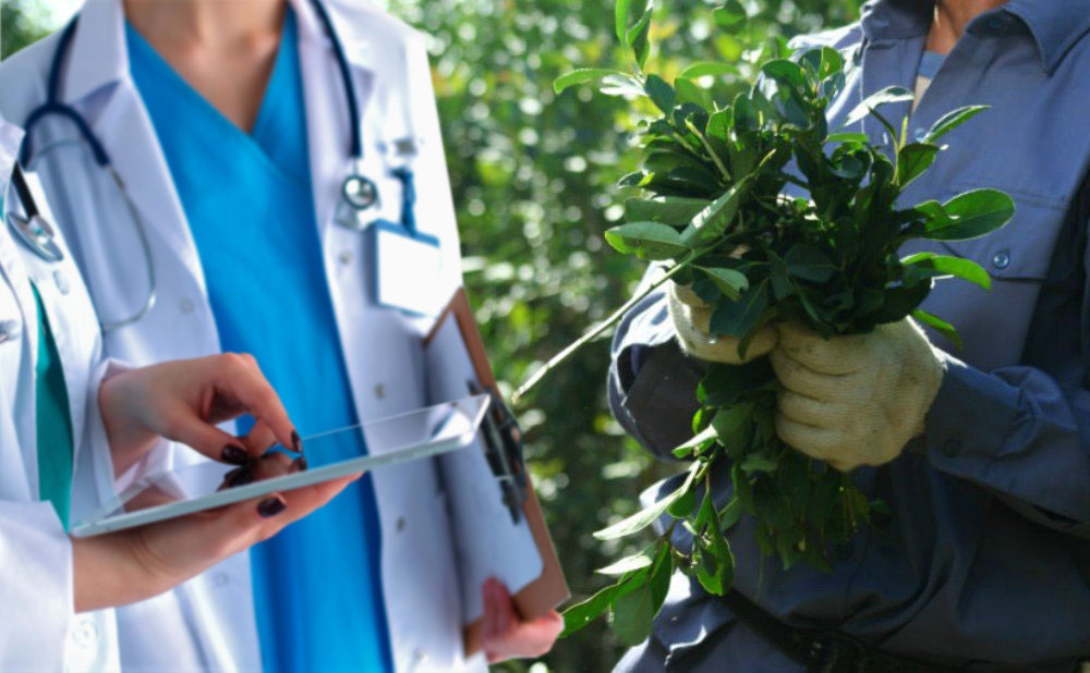 Obra social yerbatera: la Provincia evaluará impulsar cobertura con el IPS