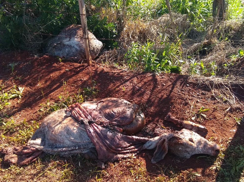 Abigeato al costado de la ruta 105