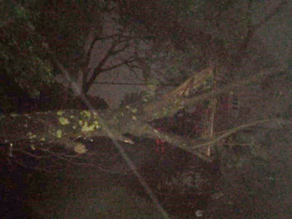 Personal municipal trabaja en tareas de limpieza y despeje de árboles caídos