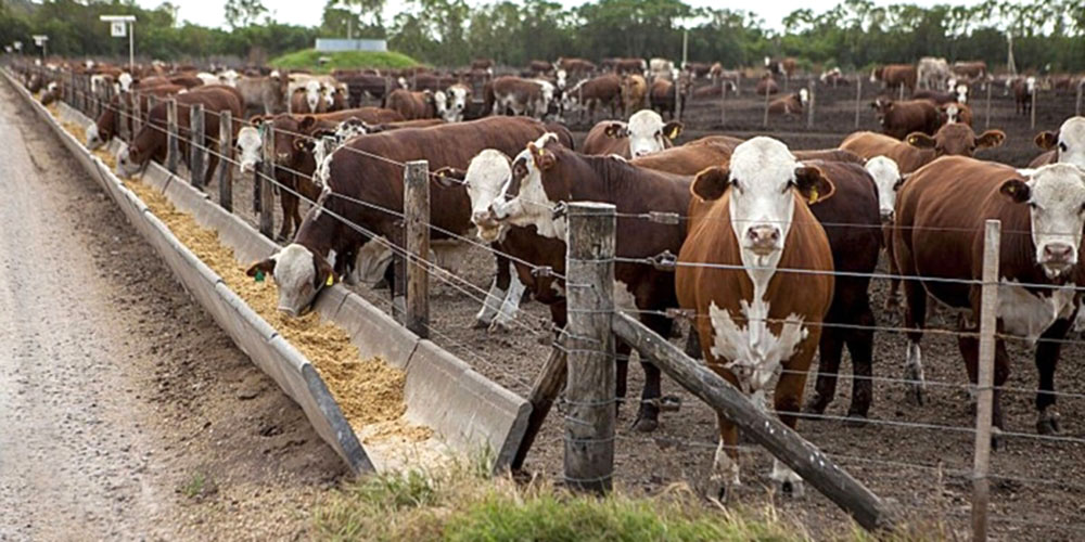 Se vacían corrales de engorde y podría escasear hacienda en 2022