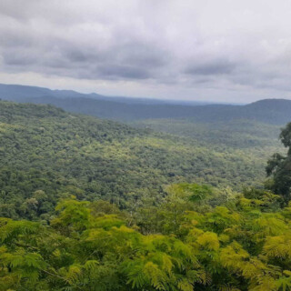 Ley de Bosques - Misiones