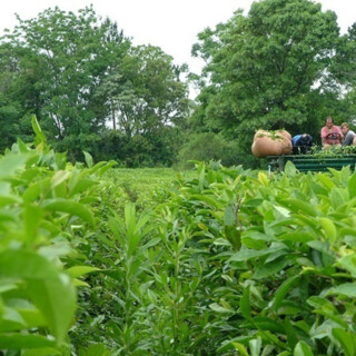 Productores Tealeros