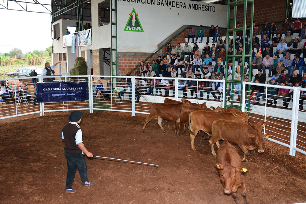 Ganaderos de Andresito advierten faltante de insumos para el rubro