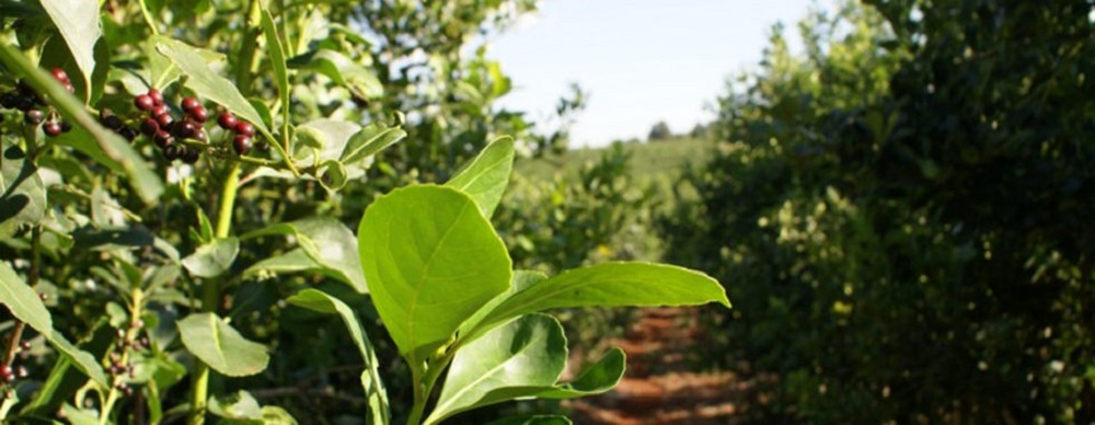 “Se necesitan políticas que ayuden a llevar adelante su trabajo”