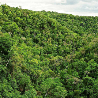 Reclamo Ley de Bosques