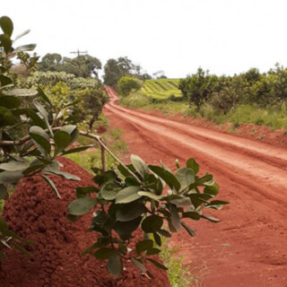 Ruta de la Yerba Mate
