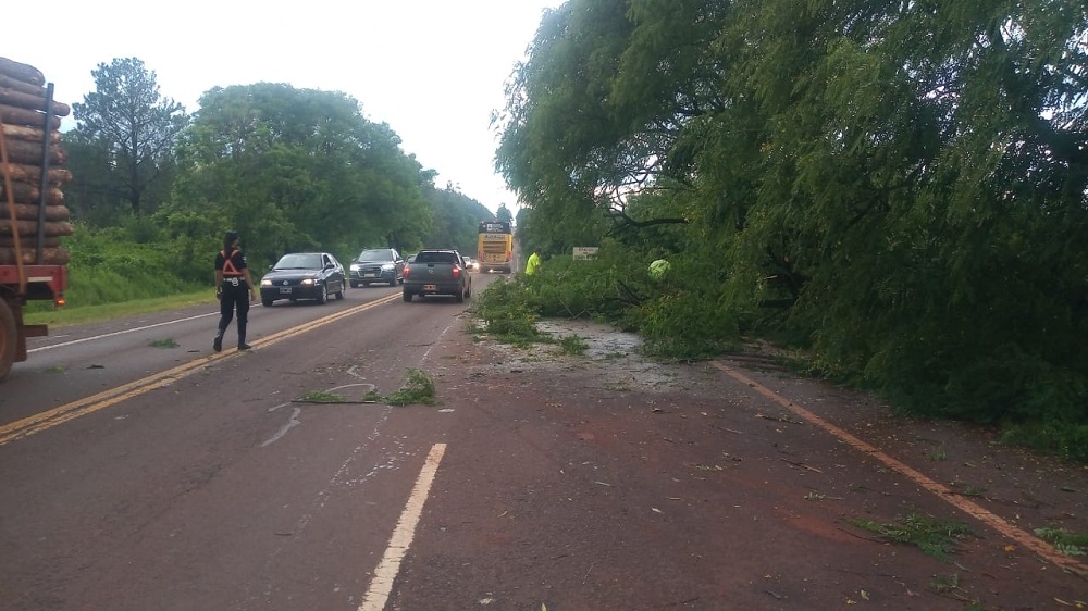 La tormenta tumbó un árbol sobre la ruta 12 en Montecarlo