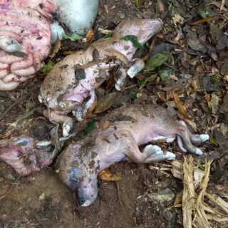 Detectaron caza furtiva en el Parque Iguazú