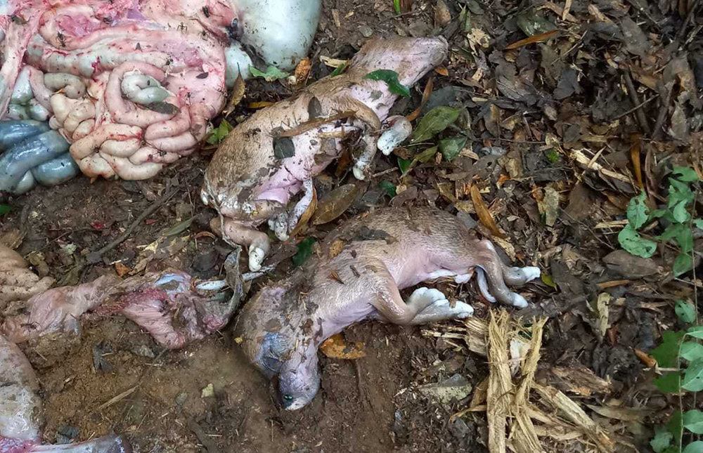 Detectaron caza furtiva en el Parque Iguazú