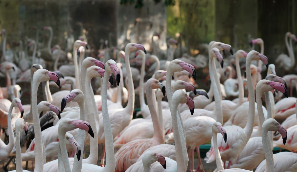 Sólo cuatro flamencos, de 176, se salvaron del ataque de una yaguareté y su cría