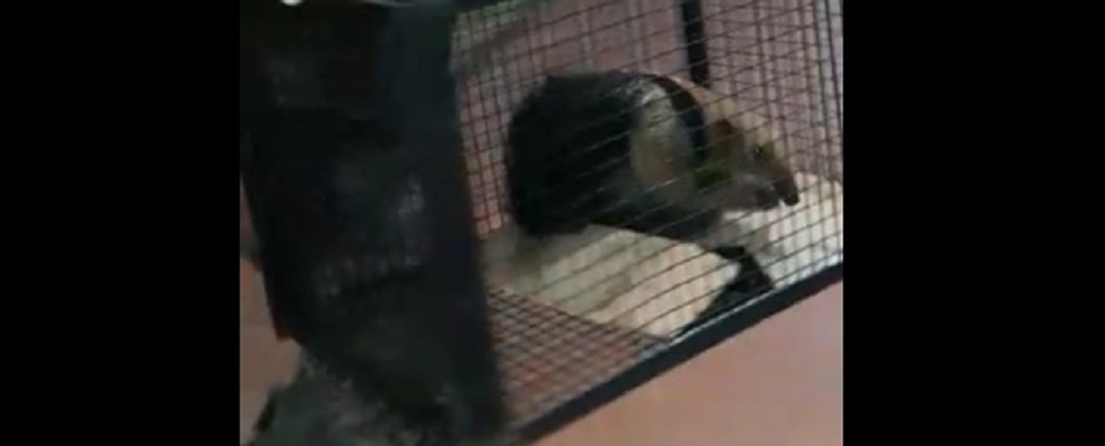 Rescataron a un oso hormiguero deambulando en Posadas