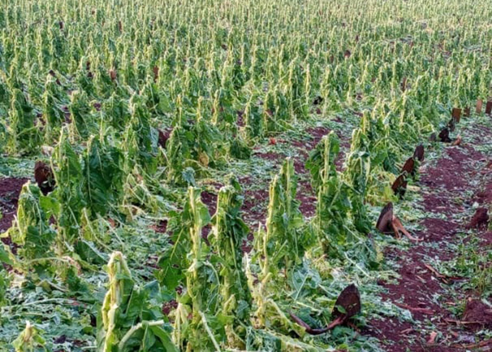 Granizo: cerca de 200 productores tabacaleros denunciaron daños