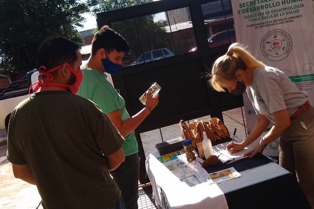 Operativos para evitar proliferación de roedores en Posadas